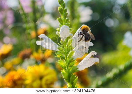 Bee On A Physostegia Virginiana Pollinates A Flower.  Macro Photography Of Flowers And Insects. Bee 