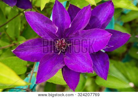 Purple Clematis Arabella Blooming In Summer Garden. Purple Flower Close Up. Purple Clematis Flowers 