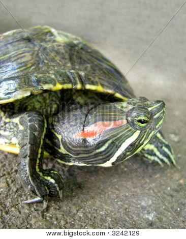 Turtle