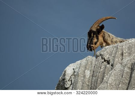 Goat Showing Head Over The Rocks Against Clear Sky