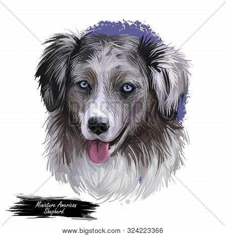 Miniature American Shepherd, Intelligent Dog Digital Art Illustration. Mas Purebred Trained To Take 