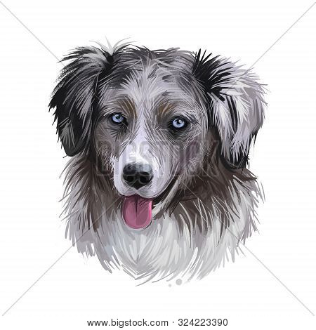Miniature American Shepherd, Intelligent Dog Digital Art Illustration. Mas Purebred Trained To Take 
