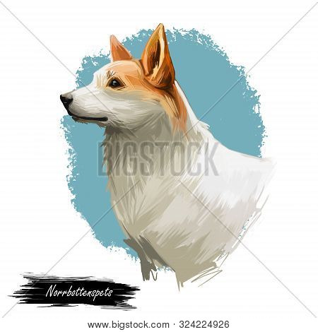 Norrbottenspets Dog Purebred With Long Ears, Digital Art Isolated. Portrait Of Mammal Domestic Anima