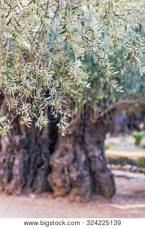 Old Olive Trees In The Garden Of Gethsemane. Jerusalem