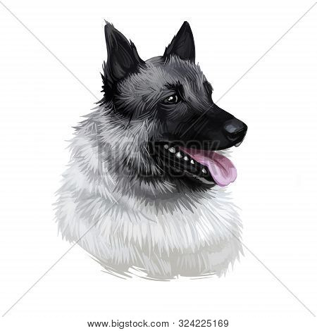 Norwegian Elkhound, Domestic Mammal Of Spitz Type Digital Art. Isolated Watercolor Portrait, Dog Ori