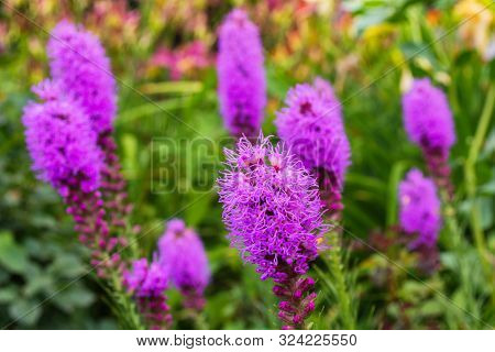 Pretty Flowering Purple Liatris In A Garden. Blooming Liatris Flowers In A Garden. Purple Liatris Cl