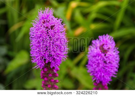 Pretty Flowering Purple Liatris In A Garden. Blooming Liatris Flowers In A Garden. Purple Liatris Cl