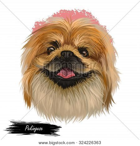 Pekingese Dog Portrait Isolated. Digital Art For Web, T-shirt Print And Puppy Food Cover Design, Cli