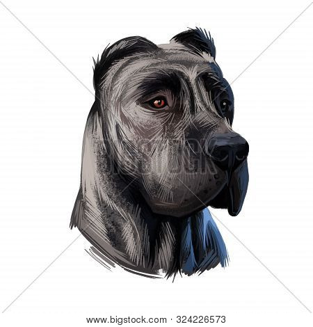 Perro De Presa Canario Dog Portrait Isolated On White. Digital Art Illustration Web, T-shirt Print A