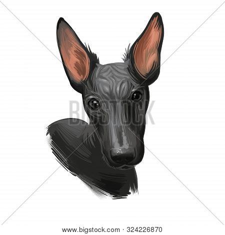 Peruvian Hairless Dog Portrait Isolated. Digital For Web, T-shirt Print And Puppy Food Cover Design,