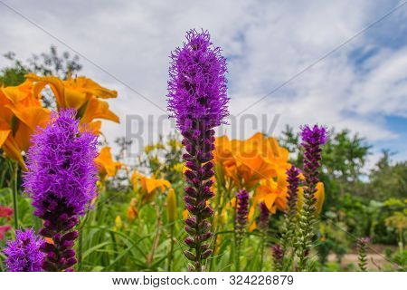 Pretty Flowering Purple Liatris In A Garden. Blooming Liatris Flowers In A Garden. Purple Liatris Cl