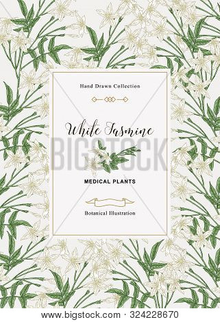 White Jasmine Background, Jasminum Officinale Flowers And Leaves. Medical Plants Hand Drawn. Vector 