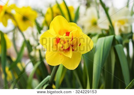 Close-up Of Yellow Daffodils From The Lower Corner. Narcissus Flowers Close-up With Green Grass. Sof