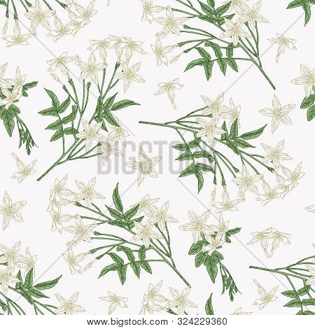 White Jasmine Seamless Pattern. Jasminum Officinale Flowers And Leaves. Summer Plants Hand Drawn. Ve