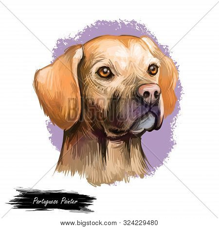 Portuguese Pointer Dog Portrait Isolated On White. Digital Art Illustration Of Dog For Web, T-shirt 