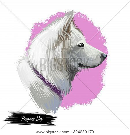 Pungsan Dog Portrait Isolated On White. Digital Art Illustration Of Hand Drawn Dog For Web, T-shirt 