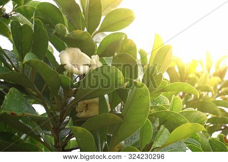 White Flowers Have A Mild Fragrance Called Fagraea Ceilanica Thunb, Perfume Flower Tree, Pua Keni Ke