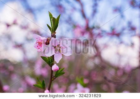 Closeup Of Peach Blossom In Full Bloom. Beautiful Pink Peach Blossom On Green Garden. Rose And Pink 