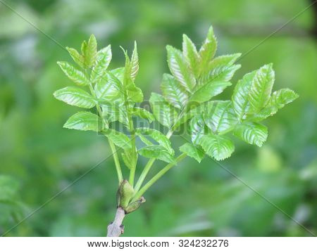 New Beginning In Spring, The Awakening Of The Nature