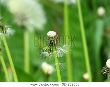 Dandelions And The Big Power Of Nature