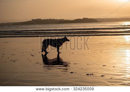 German Shepherd Dog Running Free Off The Leash And Playing On A Friendly-dog Beach At Sunset. Pet Fr
