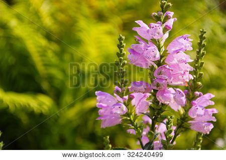 Physostegia Plant. Long Inflorescences Of A Physostegia With Serially Revealing Flowers On A Green B