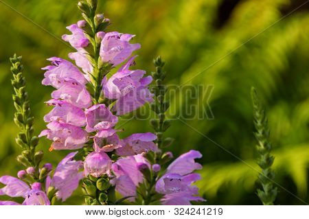 Physostegia Plant. Long Inflorescences Of A Physostegia With Serially Revealing Flowers On A Green B