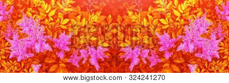 Colorful Autumn Flowers Of Astilba. Natural Floral Background.