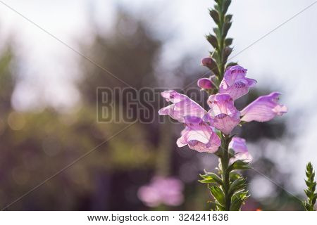 Physostegia Plant. Long Inflorescences Of A Physostegia With Serially Revealing Flowers On A Grey Ba