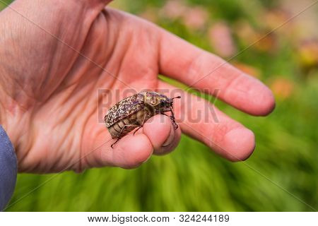 Marble Beetle On Hand. Polyphylla Fullo Ordinary. Beetle Cockchafer Marble Closeup. Soft Selective F