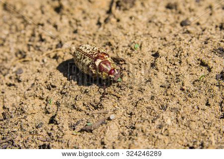 Marble Beetle On The Sand. Polyphylla Fullo Ordinary. Beetle Cockchafer Marble Closeup. Soft Selecti