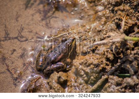 Amphibian Little Grassy Frog (rana Temporaria) Sitting In The Water. The Texture Of The Frog Backgro