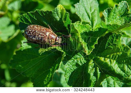 Marble Beetle On A Leaves Currants. Polyphylla Fullo Ordinary. Beetle Cockchafer Marble Closeup. Sof