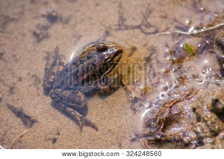 Amphibian Little Grassy Frog (rana Temporaria) Sitting In The Water. The Texture Of The Frog Backgro