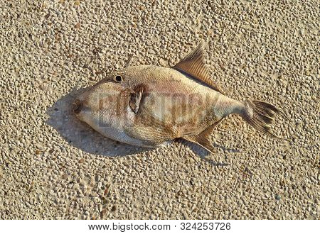 Dry Fish Lies On Small Pebbles, Macro. The Fish On The Sand Died And Dried Up