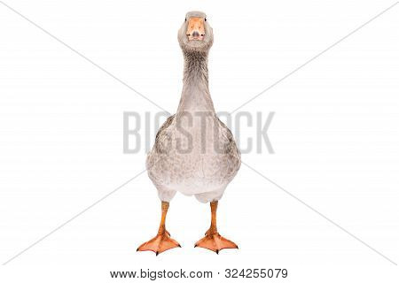 Beautiful Goose Standing Isolated On A White Background