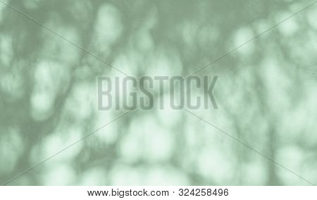 Shadow Of Tree On Asphalt Road.