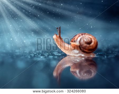 Cute Little Snails On The Mushroom. A Closeup. Beautiful Background.