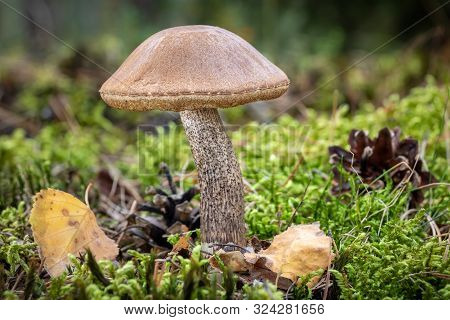 Edible Mushroom Leccinum Scabrum (commonly Known As Rough-stemmed Bolete, Scaber Stalk And Birch Bol