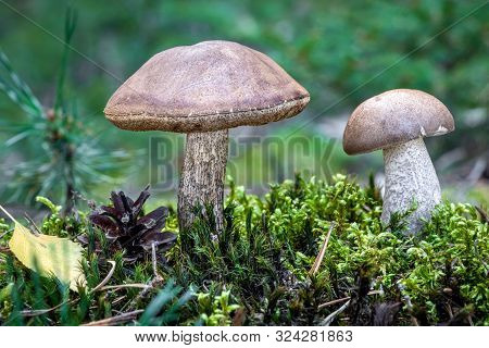 Edible Mushroom Leccinum Scabrum (commonly Known As Rough-stemmed Bolete, Scaber Stalk And Birch Bol