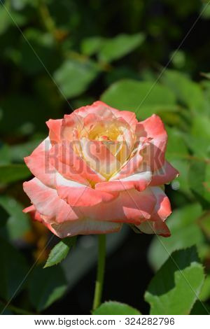 Rose Kaiserin Farah Flower - Latin Name - Rosa Kaiserin Farah