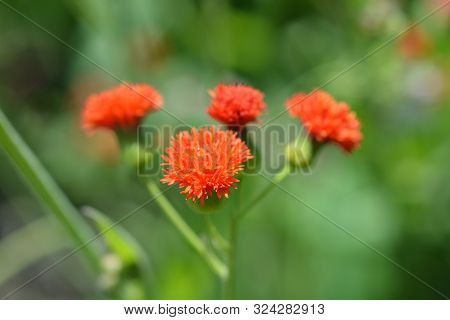 Scarlet Tasselflower - Latin Name - Emilia Coccinea (emilia Flammea)