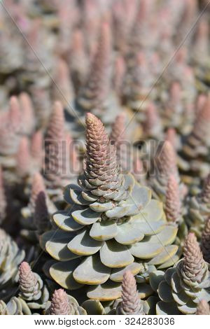 Orostachys Chinese Hat - Latin Name - Orostachys Iwarenge Chinese Hat