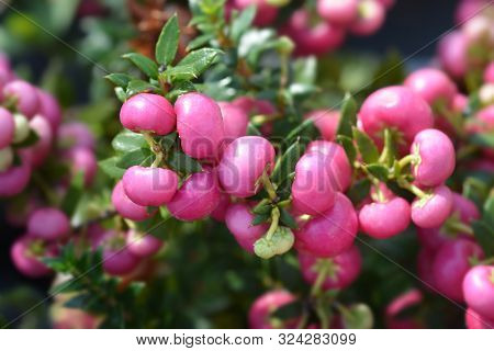 Prickly Heath Pink Berries - Latin Name - Gaultheria Mucronata (pernettya Mucronata)
