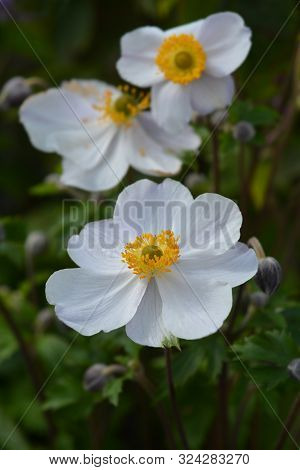 Japanese Anemone Elfin Swan - Latin Name - Anemone Japonica Elfin Swan