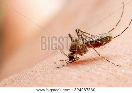 Striped Mosquitoes Are Eating Blood On Human Skin. Mosquitoes Are Carriers Of Dengue Fever And Malar