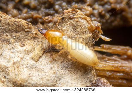Selective Focus Of The Small Termite On Decaying Timber. The Termite On The Ground Is Searching For