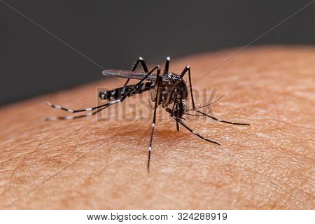Striped Mosquitoes Are Eating Blood On Human Skin. Mosquitoes Are Carriers Of Dengue Fever And Malar