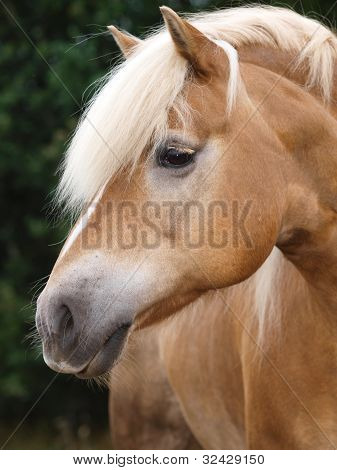 Выстрел в голову Haflinger