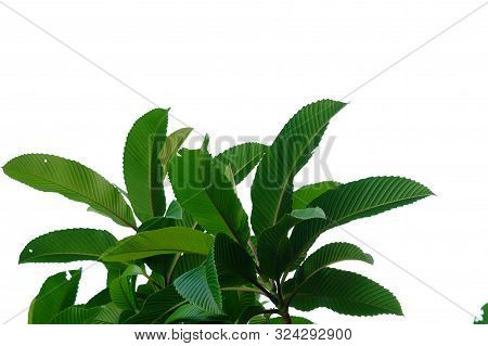 Top View Elephant Apple Tree With Leaves Branches And Sun Light Growing In A Garden On White Isolate